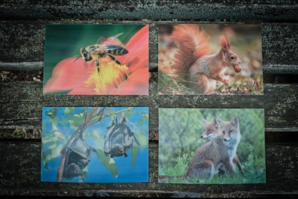 3D Postkarten Tiere